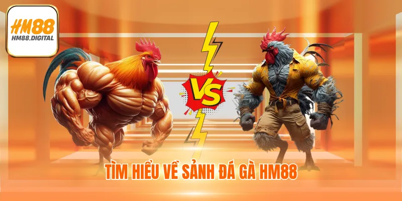 Tìm hiểu về sảnh đá gà HM88